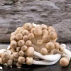 Buy brown shimeji mushroom