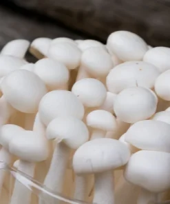 Shimeji Japanese Beech Mushroom
