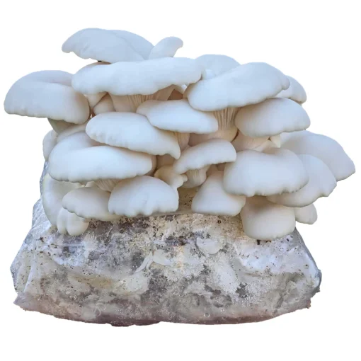 Winter White Oyster Mushroom