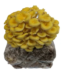 Yellow Oyster Mushroom