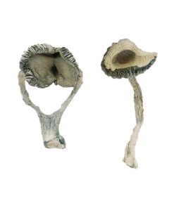 Apex Magic Mushrooms