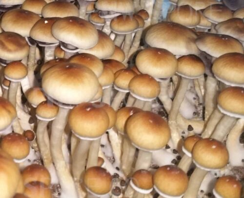 Burma Mushroom Grow Kit