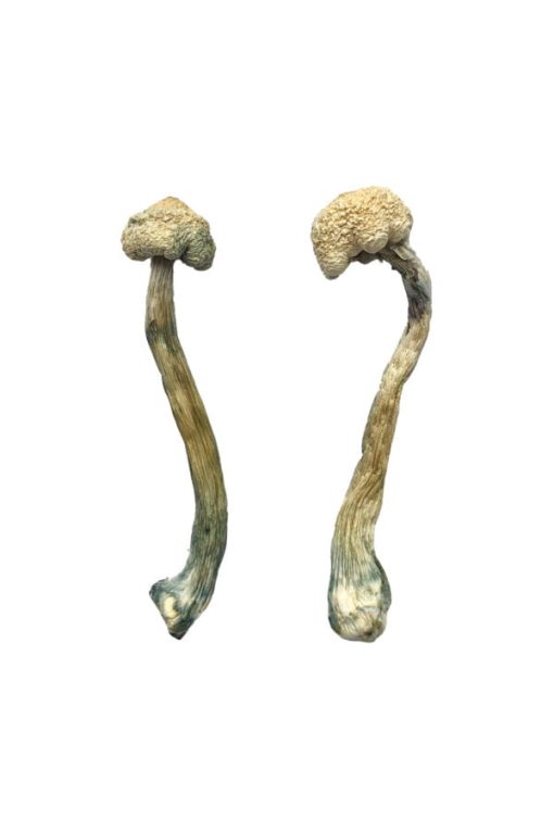 Albino Treasure Coast Magic Mushrooms