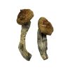 Amazonian Magic Mushrooms