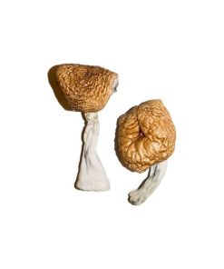 Burmese Magic Mushroom