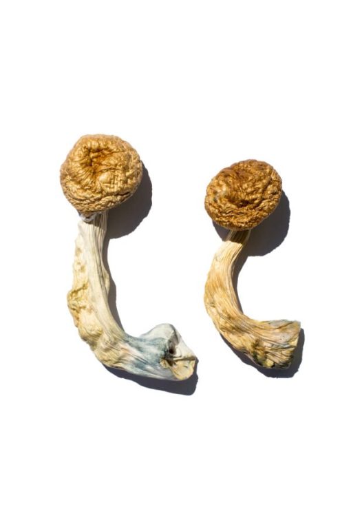 Cambodian Gold Magic Mushrooms