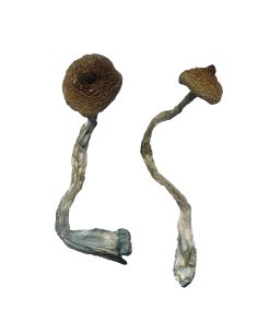 Costa Rican Magic Mushrooms