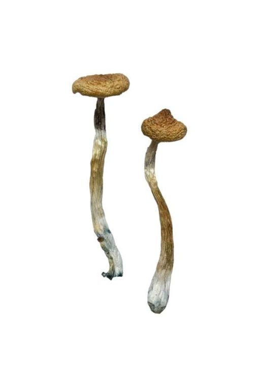 Escondido Magic Mushrooms