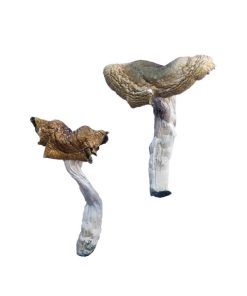 Florida White Magic Mushrooms