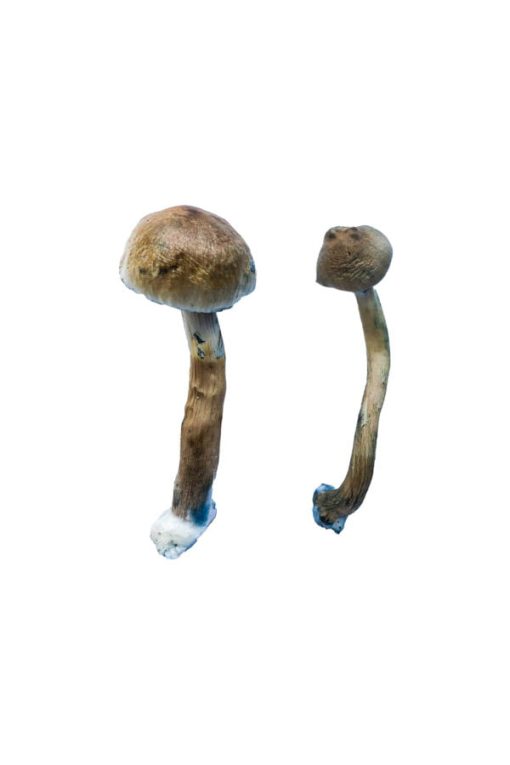 Golden Teacher Magic Mushrooms