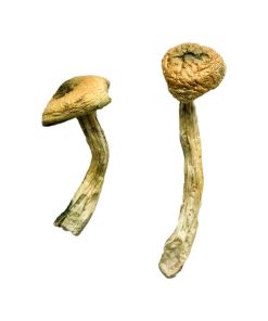 Jerry Garcia Magic Mushrooms