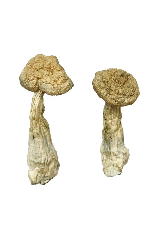 Leucistic Burma Magic Mushroom