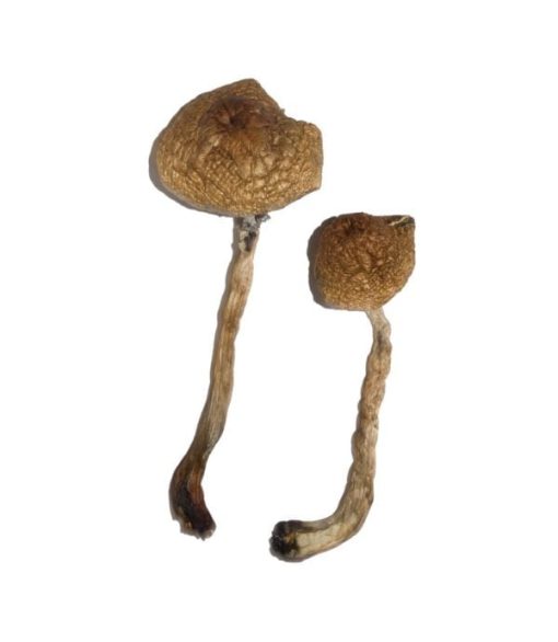 Malabar Magic Mushroom