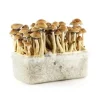Mushroom Grow kit 98.99% - Bend