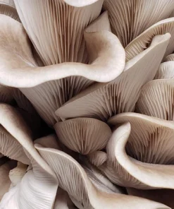 Organic Italian Oyster Mushroom