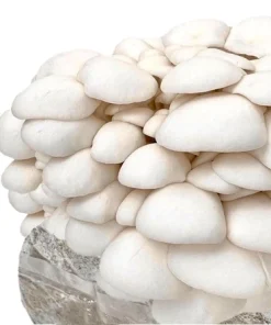 Organic Snow Oyster Mushroom