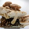 Easy Mushroom Grow Kit