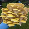 Order Magic Mushroom Online In Oregon Bend