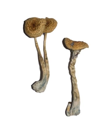 Penis Envy 6 (PE6) Magic Mushroom