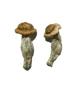 Shepherds Cut Penis Envy Magic Mushroom