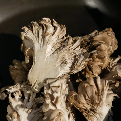 Maitake Mushrooms Grifola Frondosa