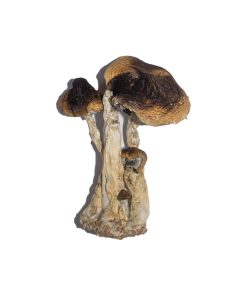 South American Magic Mushroom