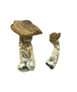 Tri-Color Ecuadorian Magic Mushroom