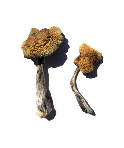 Wollongong Magic Mushroom