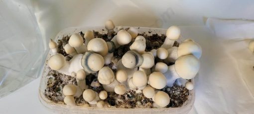 Yeti magic mushroom kit