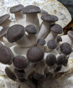 Black King Oyster Mushroom