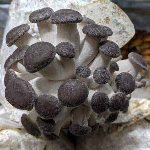 Black King Oyster Mushroom