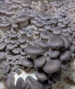 Blue Pearl Oyster Mushroom