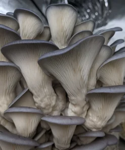 Blue Pearl Oyster Mushroom
