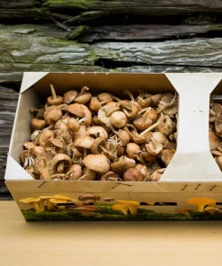 Fresh Wild Mousseron Mushrooms