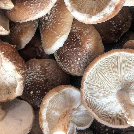 Organic Shiitake Mushroom Grow