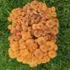 Fruit Chestnut Mushroom