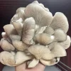 Fruit Oyster Mushroom