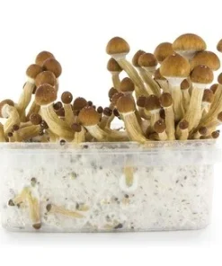 Mushroom Grow Kit Ecuador