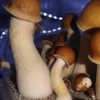 Penis Envy magic mushroom kit