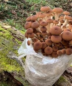 Piopinno Mega Mushroom