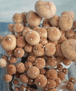 Alacabenzi magic mushroom kit